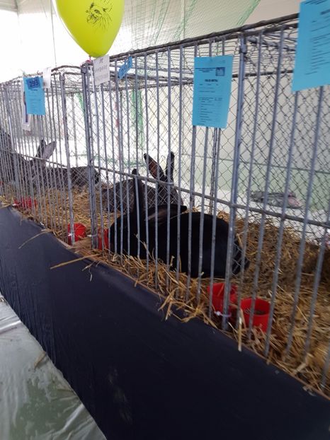  - Expozitie Breaza 17-19 februarie 2017