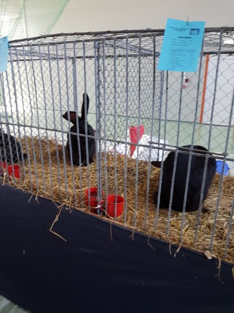  - Expozitie Breaza 17-19 februarie 2017