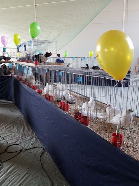  - Expozitie Breaza 17-19 februarie 2017