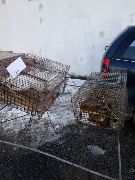  - Expozitie Breaza 17-19 februarie 2017