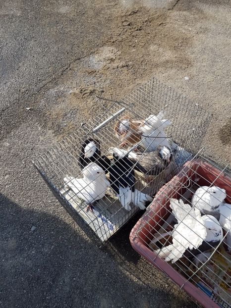  - Expozitie Breaza 17-19 februarie 2017