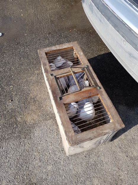  - Expozitie Breaza 17-19 februarie 2017