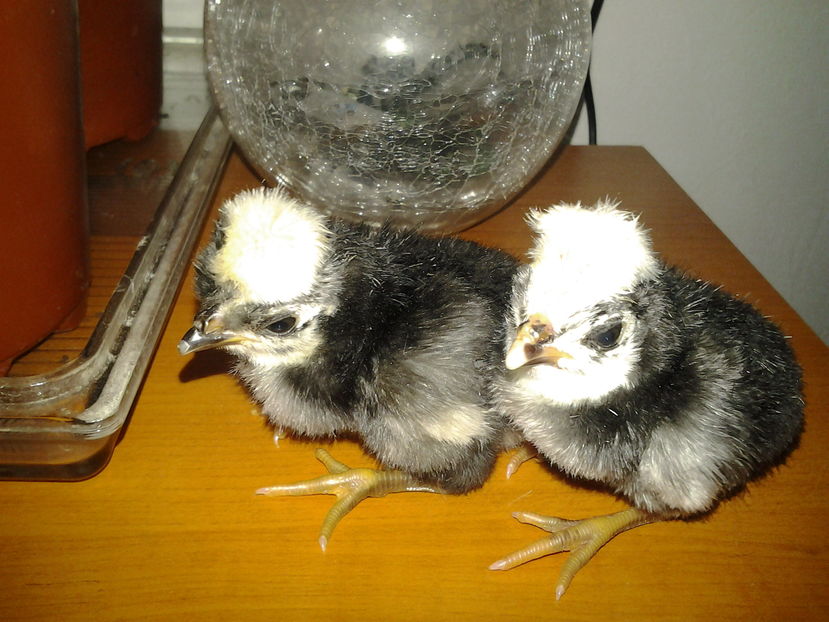 2017-02-17 17.16.02 - MOTATA OLANDEZA