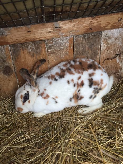  - Iepuri Rex Castor Tricolor