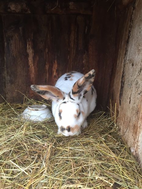  - Iepuri Rex Castor Tricolor