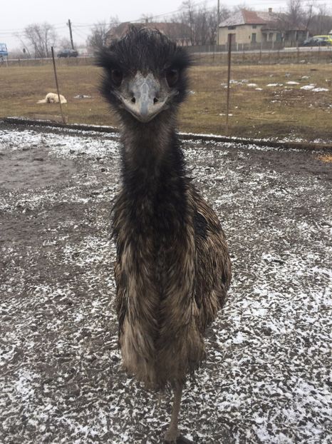  - Emu
