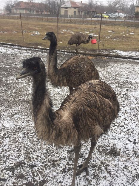  - Emu
