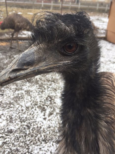  - Emu