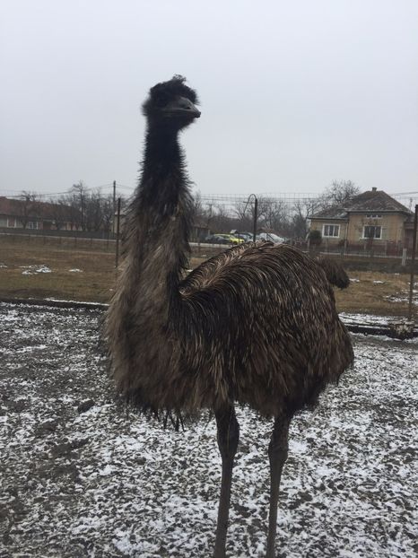  - Emu