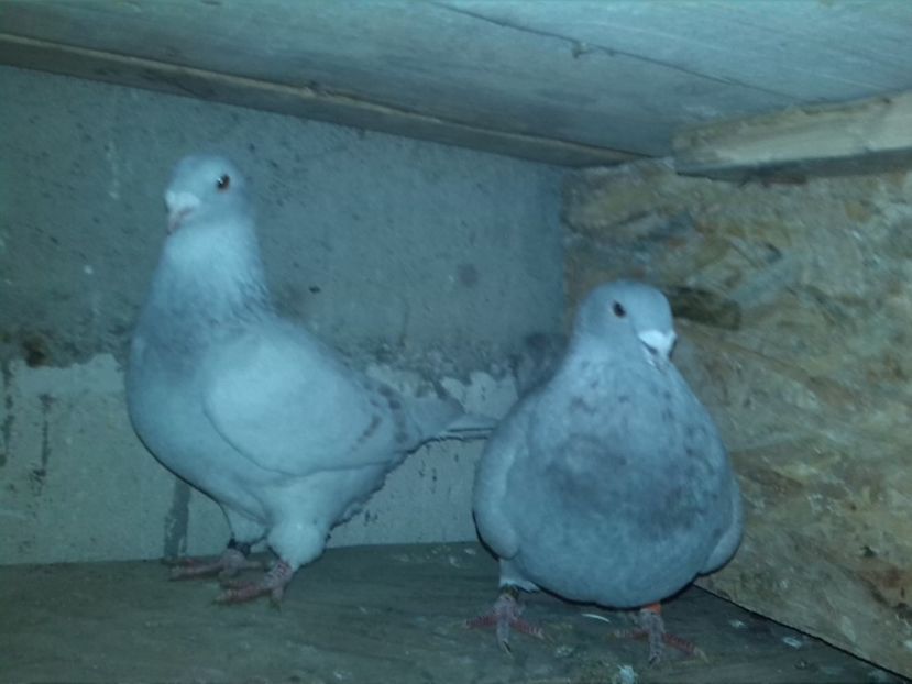  - O parte din porumbei vanduti