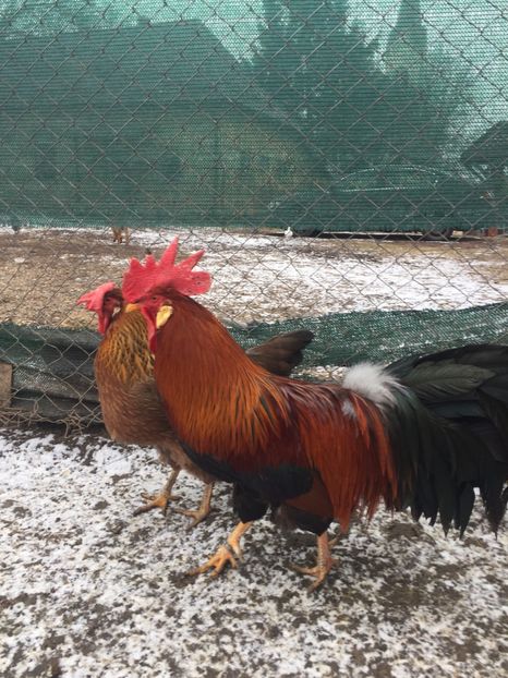  - Italian potarnichiu