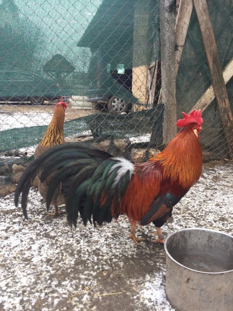  - Italian potarnichiu