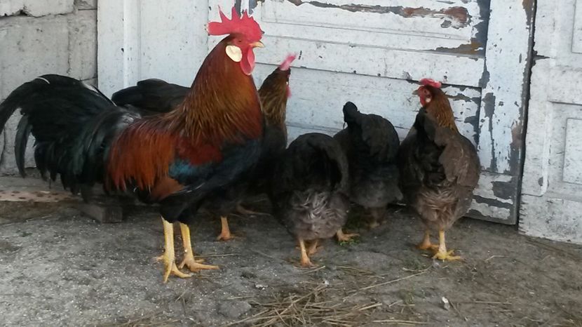  - ITALIENE POTARNICHII 2017