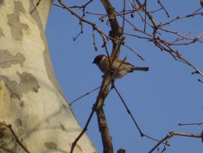  - 0 Cismigiu feb 2017