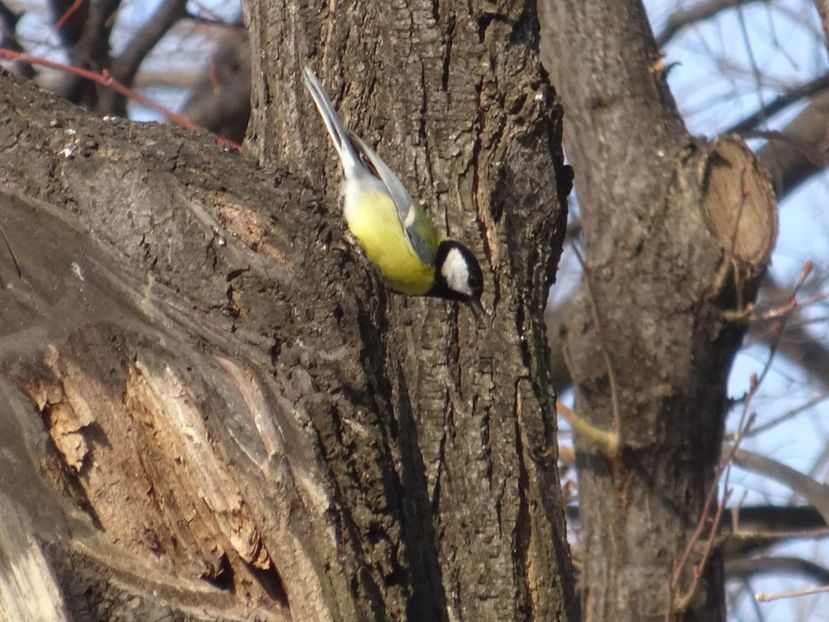  - 0 Cismigiu feb 2017