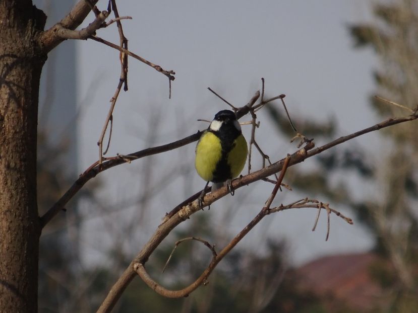  - 0 Cismigiu feb 2017