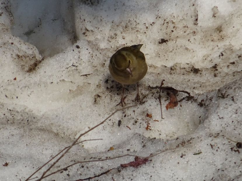  - 0 Cismigiu feb 2017