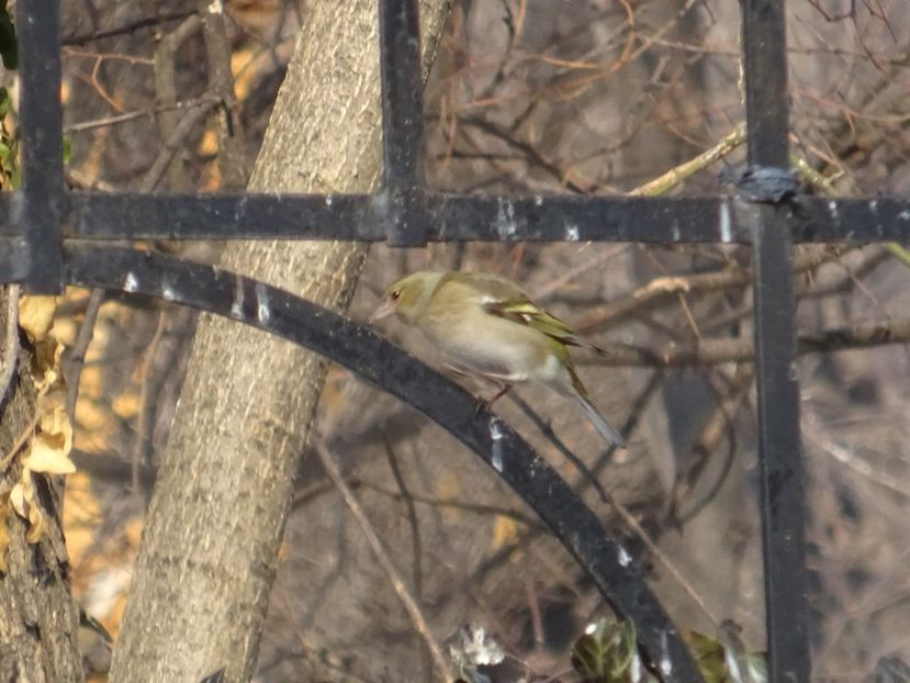  - 0 Cismigiu feb 2017