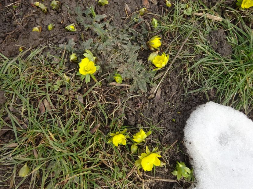  - 0 Cismigiu feb 2017