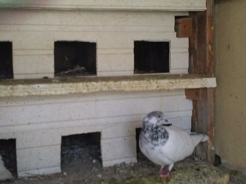  - Zburatori de Budapesta