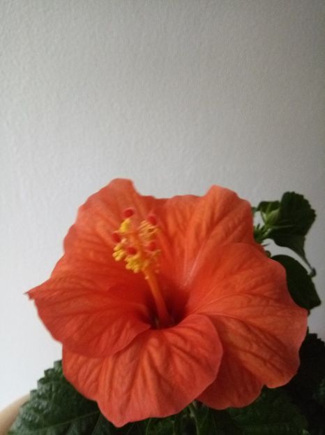 Kyoto orange 18.02.017 - HIBISCUS-2017