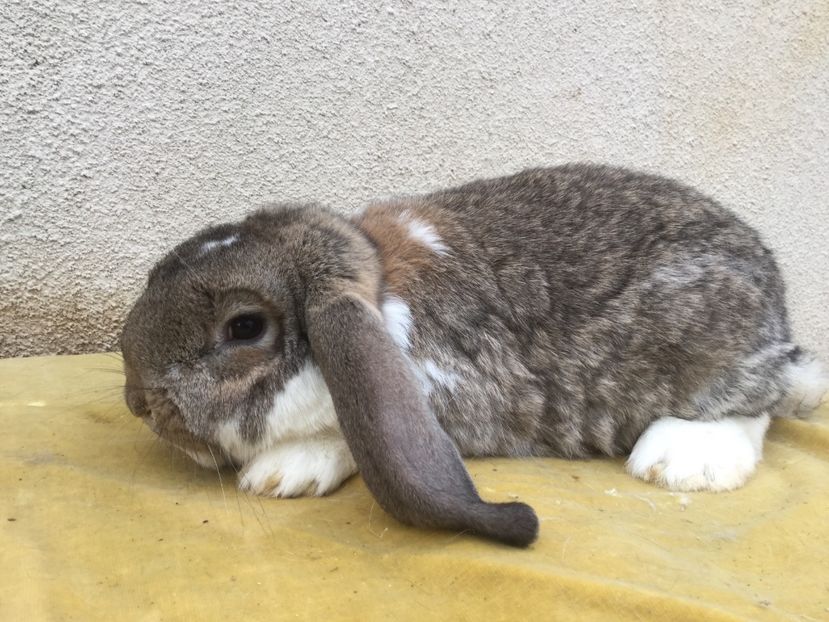  - Masculi pentru 2017