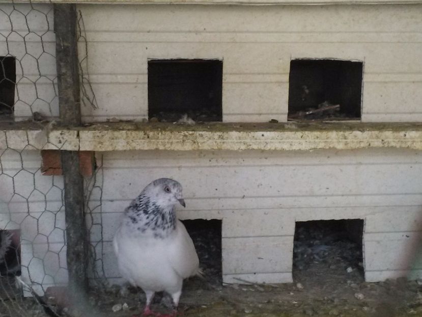  - Zburatori de Budapesta