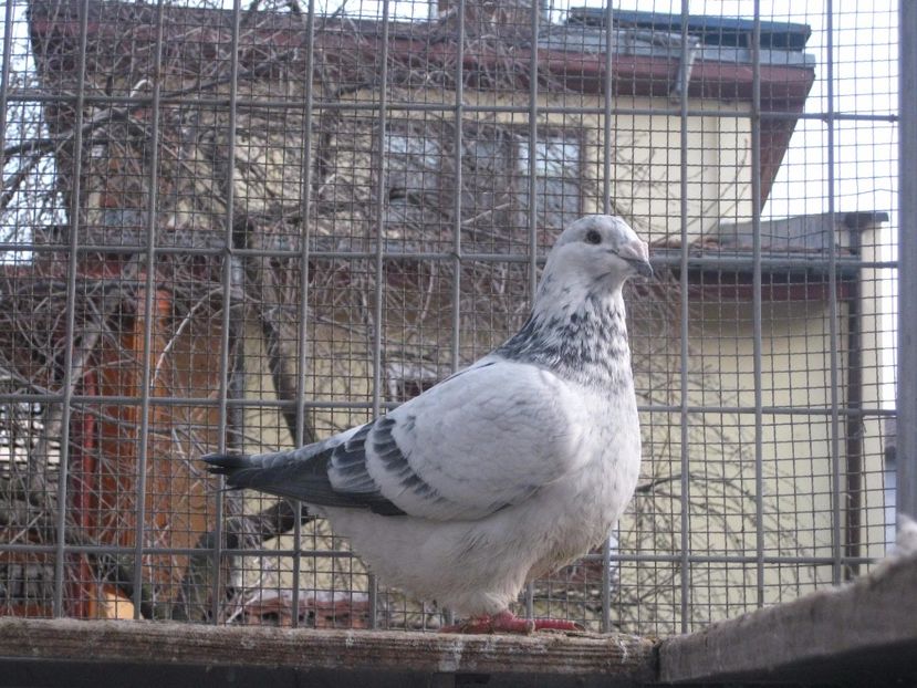  - VOIAJOR STANDARD FEMELE PENTRU 2018