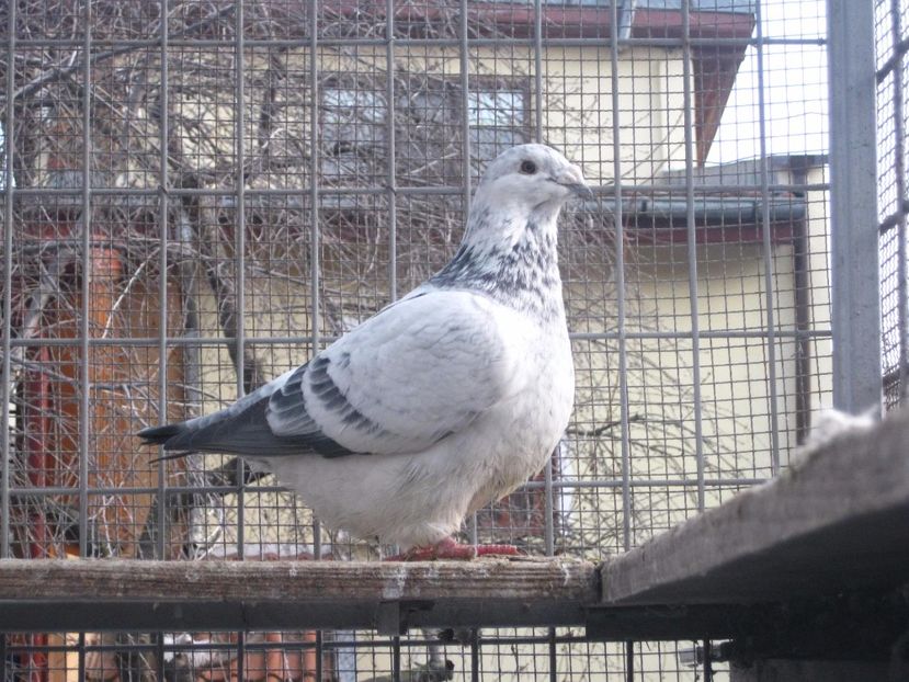  - VOIAJOR STANDARD FEMELE PENTRU 2018