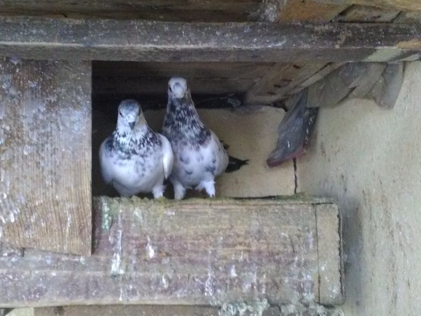  - Zburatori de Budapesta