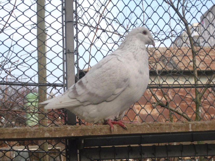  - VOIAJOR STANDARD FEMELE PENTRU 2018