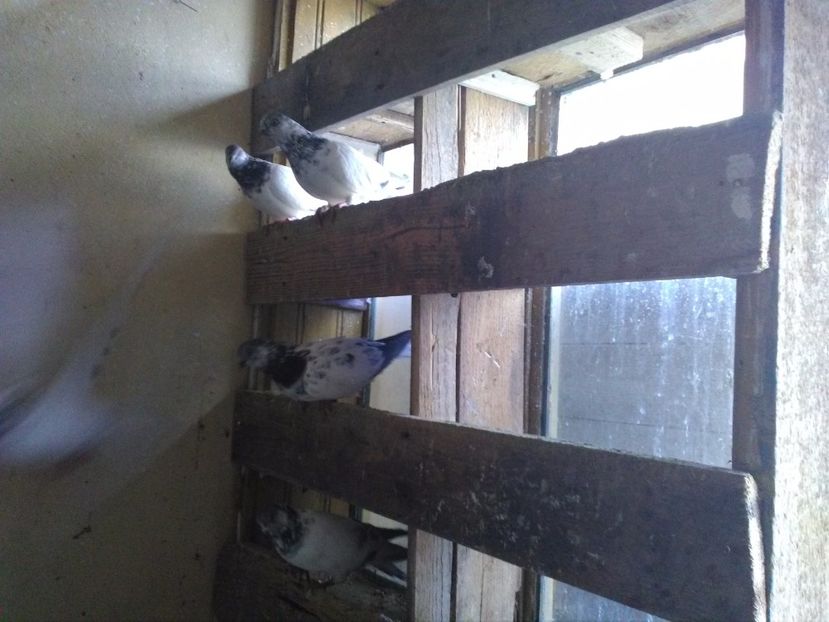  - Zburatori de Budapesta