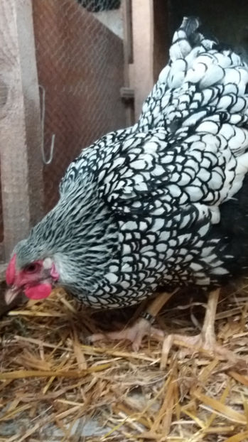  - Wyandotte argintiu matca 2017