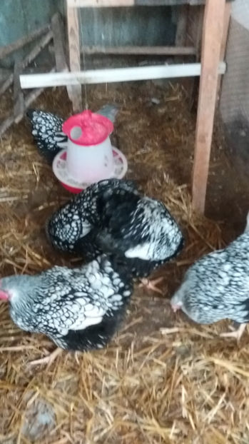  - Wyandotte argintiu matca 2017