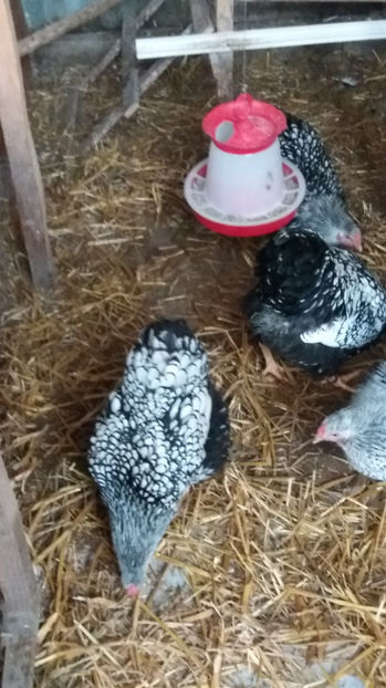  - Wyandotte argintiu matca 2017