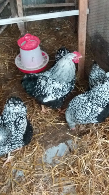  - Wyandotte argintiu matca 2017