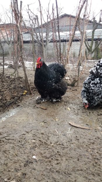  - Cochin bobat fam 1