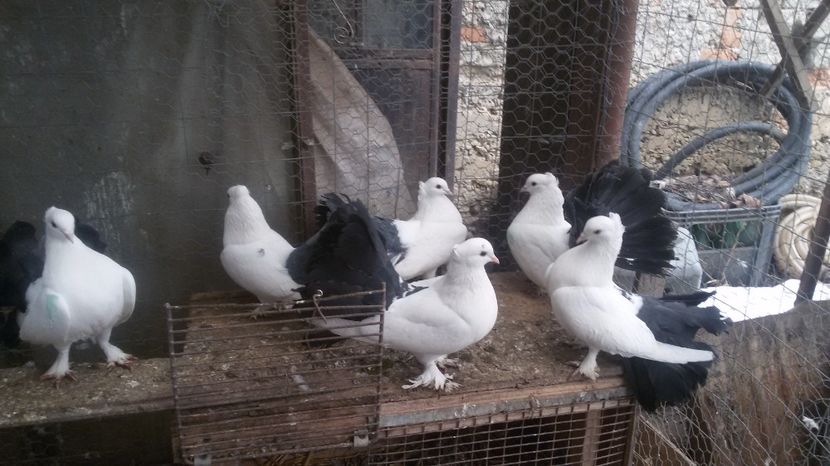  - Voltati indieni albi coada neagra