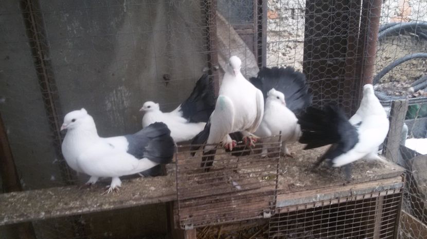  - Voltati indieni albi coada neagra