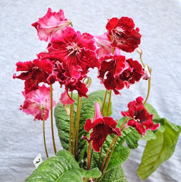 Penelopa 7118 - streptocarpusi 2016