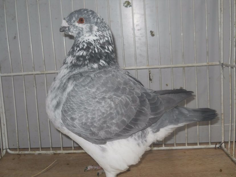 2014 (2) - Femele 2017