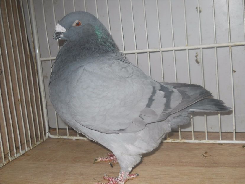 2014 (3) - Femele 2017