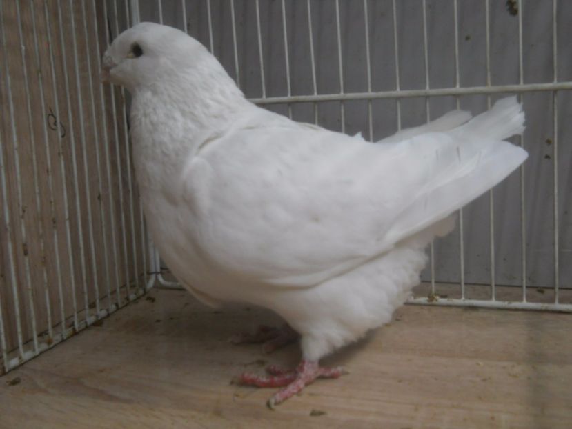 2014 (4) - Femele 2017