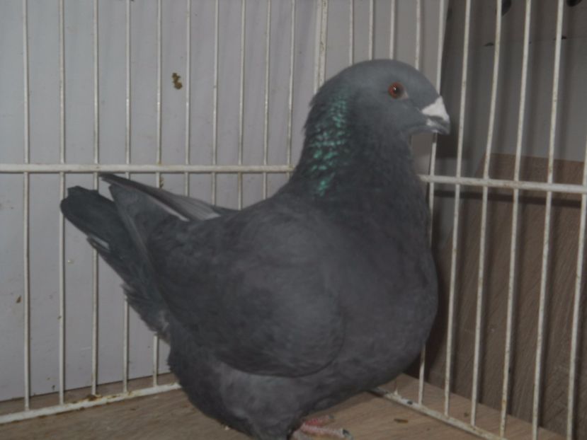 2016 (5) - Femele 2017