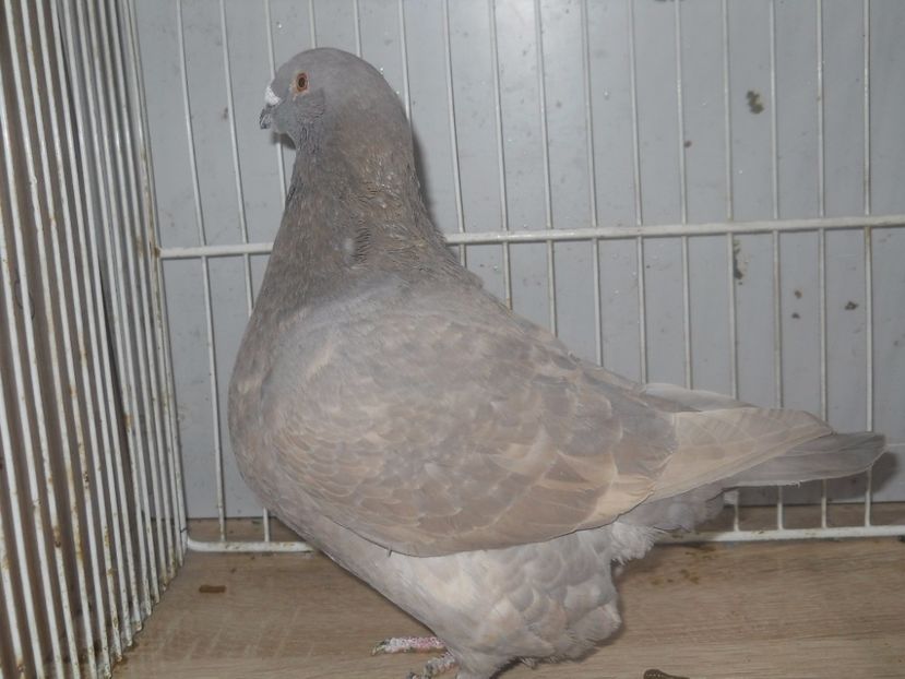 2016 (10) - Femele 2017