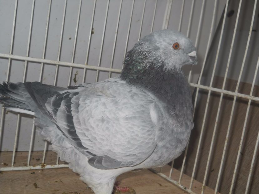 2016 (13) - Femele 2017