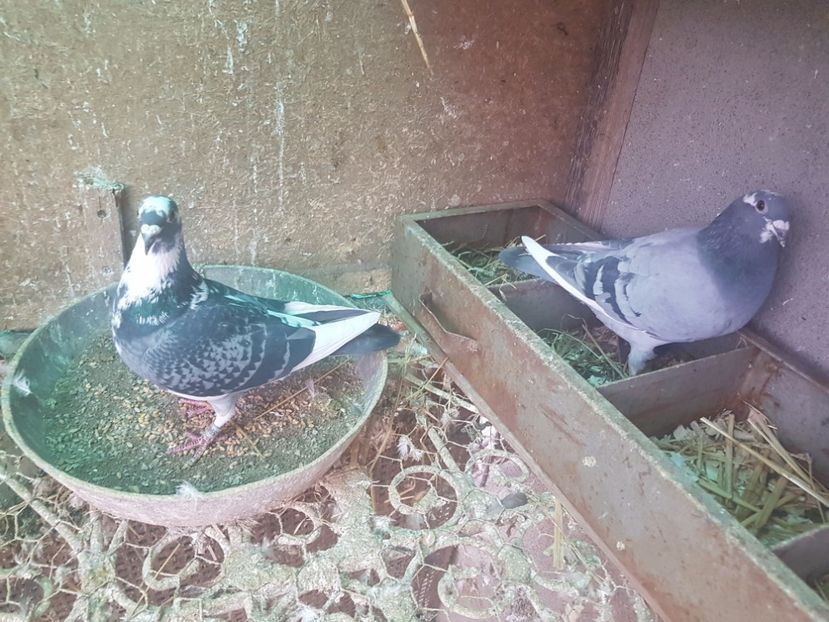 Pereche voiajori 2016 - Porumbei vanduti