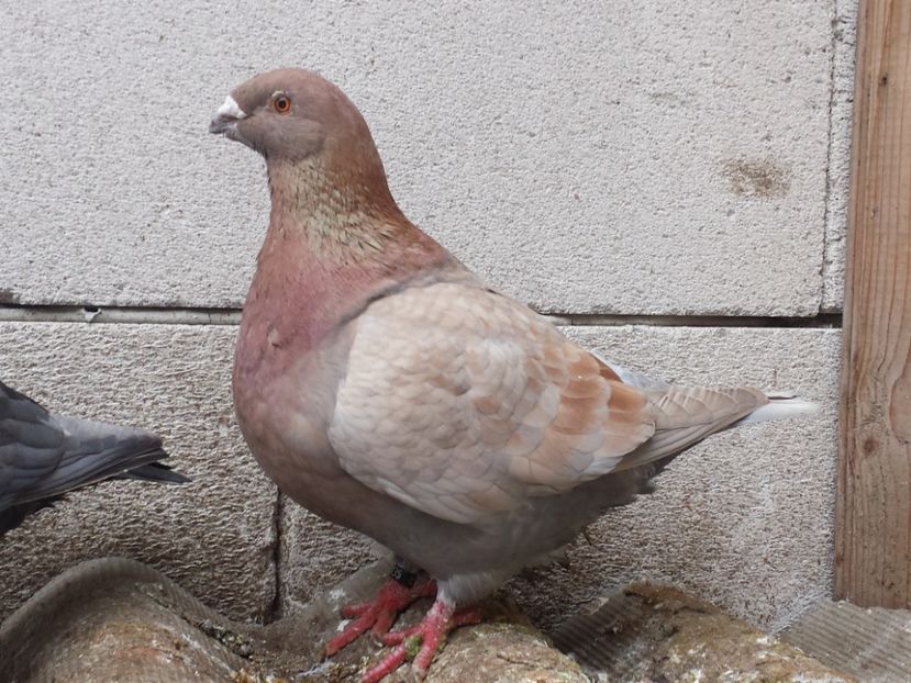 F,2016 - AGH vanduti