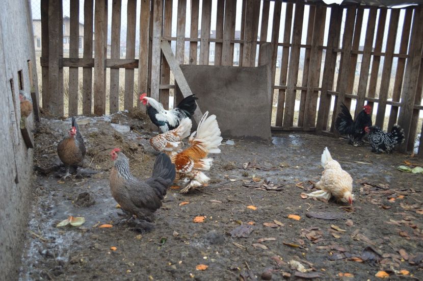 mii de flori - b Mii de flori argintiu