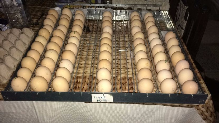  - Incubez oua gaina orice rasa